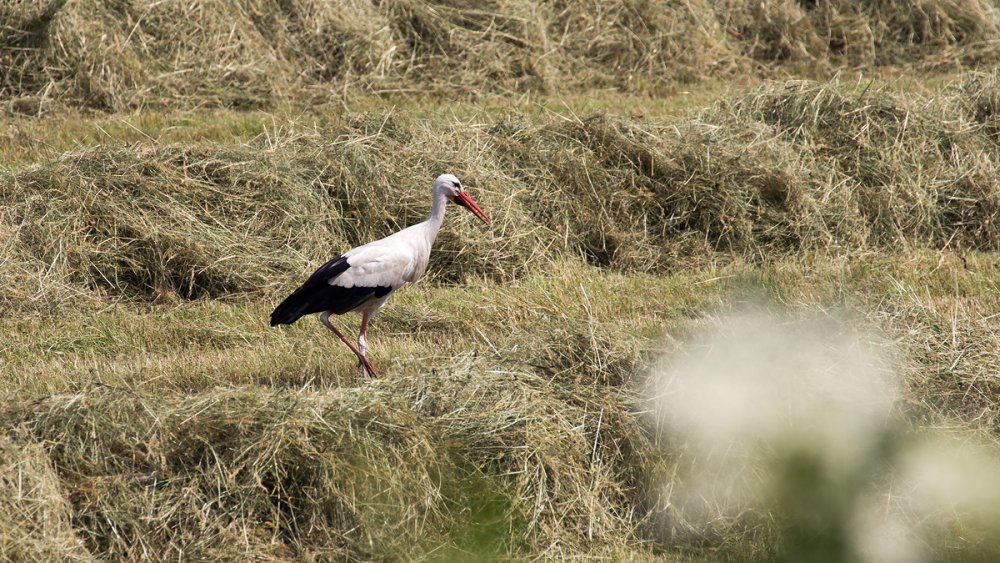 storch